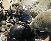 Newborn fur seal