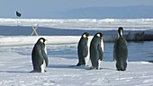 Emperor penguins and research ship