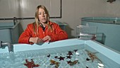 Starfish research, Antarctic