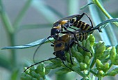 Pennsylvania leather-wing beetles mating