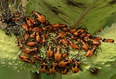 Large milkweed bug nymphs