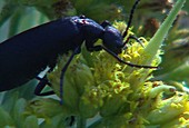 Black blister beetle feeding