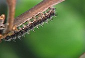 Painted lady caterpillar