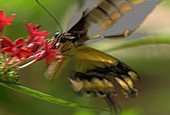 Giant swallowtail butterfly feeding