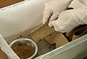 German cockroach research