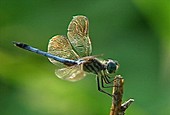 Blue dasher dragonfly