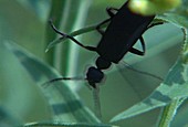 Black blister beetle