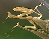 Egyptian mantises mating