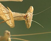 Egyptian mantises mating