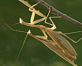 Egyptian mantises mating