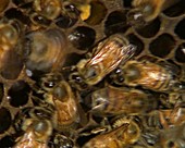 Honeybee waggle dance