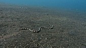 Banded snake eel