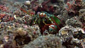 Mantis shrimp cleaning its eyes