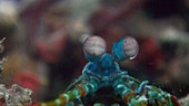 Mantis shrimp eyes