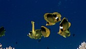 Red Sea raccoon butterflyfish