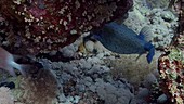 Adult male boxfish