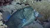 Adult male boxfish