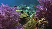 Clownfish amongst soft corals