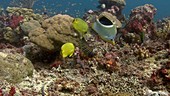 Reef fish feeding