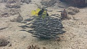 Two banded soapfish