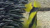 Two banded soapfish