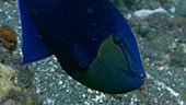 Red mouth triggerfish