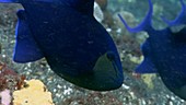 Red mouth triggerfish