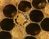 Adult honeybee emerging