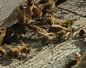 Honeybees communicating