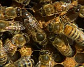 Honeybees tending the queen