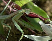 Chinese mantis nymph