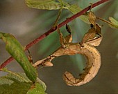 Macleay's spectre stick insect