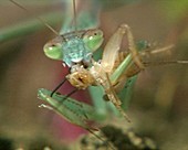 Chinese mantis