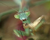 Chinese mantis