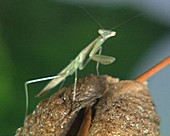 Chinese mantis