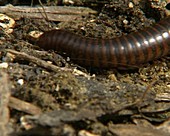 Millipede