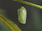 Monarch butterfly metamorphosis