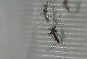 Treehole mosquito research
