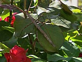 Vietnamese stick insect