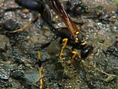 Black and yellow mud dauber wasp