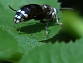 Bald-faced hornet