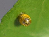 Giant swallowtail butterfly egg