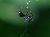 Ant dangles from web