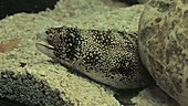 Moray in an aquarium