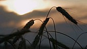 Rye crops at sunset