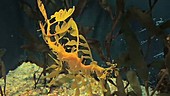 Leafy sea dragon in an aquarium