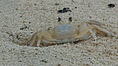 Crab escaping into sand