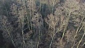 Aerial over winter forest