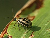 Bean leaf beetle