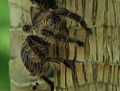 Curlyhair tarantula